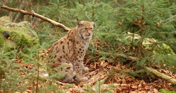 Greiner_Wildtier_Luchs_02.JPG