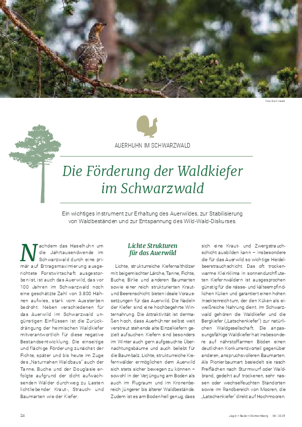 pdf-preview