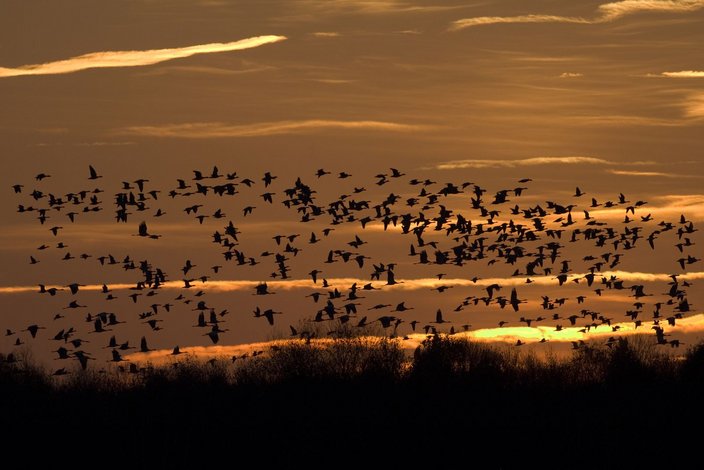 Klare Richtlinien für die gute fachliche Praxis der Gänsejagd: Auf einen Schof gemischter Arten würde ein Jäger niemals schießen. Foto: Rolfes/DJV