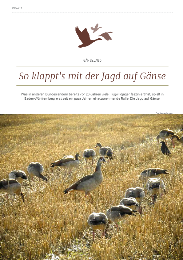 pdf-preview