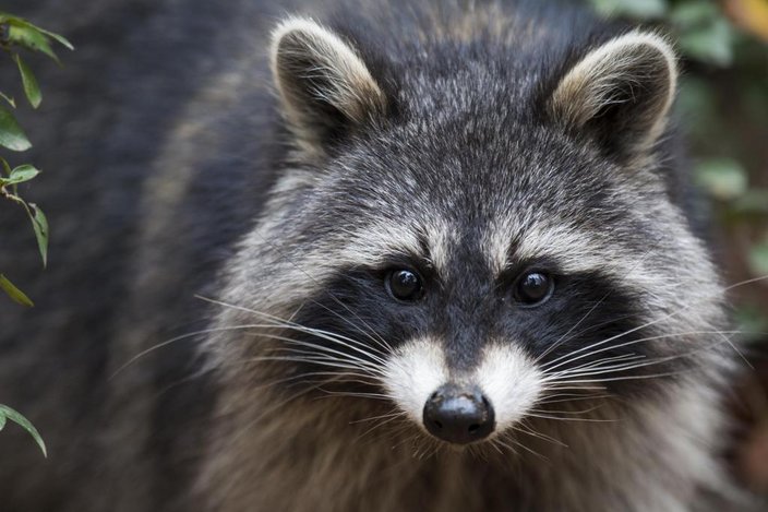 Zur wirkungsvollen Bejagung von Waschbär und Marderhund ist der Einsatz von Fallen dringend nötig (Quelle: Rolfes/DJV)