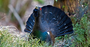 Auerwild_Marek_764x470.png