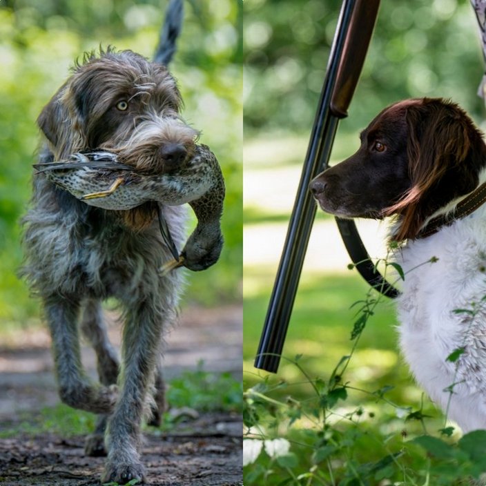 Ein Hund trägt eine Ente im Maul, läuft auf einem Waldweg. Ein anderer Hund sitzt neben einem Gewehr, blickt aufmerksam, umgeben von grünem Laub.