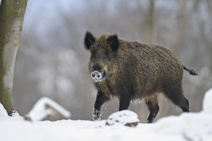 Die ASP ist eine anzeigepflichtige Virusinfektion, die ausschließlich Wild- und Hausschweine betrifft (Foto: Rolfes/DJV)