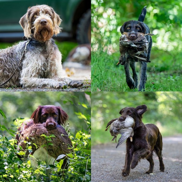 Vier Hunde tragen tote Vögel im Maul. Sie befinden sich in verschiedenen Umgebungen: Waldlichtung, Gras, Straße und Gebüsch. Ein Hund liegt angeleint auf dem Boden. Keine erkennbare Schrift.