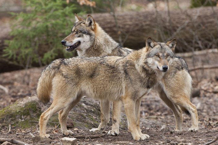 Offensichtlich doch weniger scheu als vom Amtsnaturschutz kommuniziert: der Wolf. Foto: Rolfes/DJV