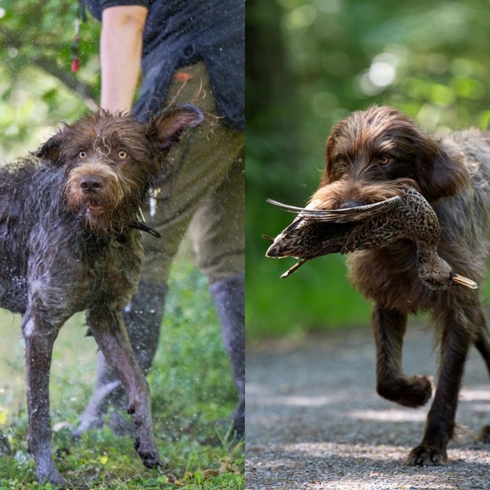 Ein Hund schüttelt Wasser ab, während eine Person daneben steht; im zweiten Bild trägt der Hund eine Ente im Maul auf einem Waldweg.