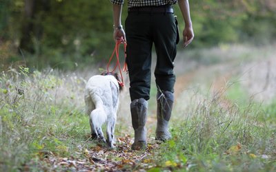 Max_Jacobs_Hunde_KleinerMünsterländer_02..jpg