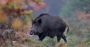 Marek_Wildtier_Schwarzwild_87.JPG