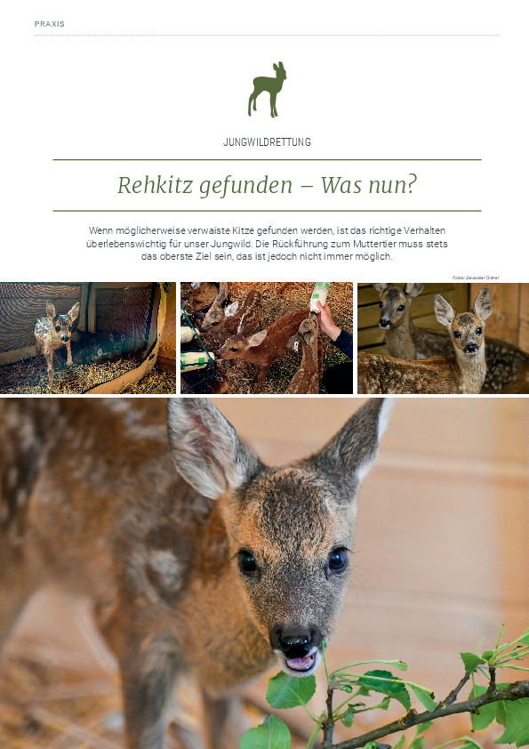 pdf-preview