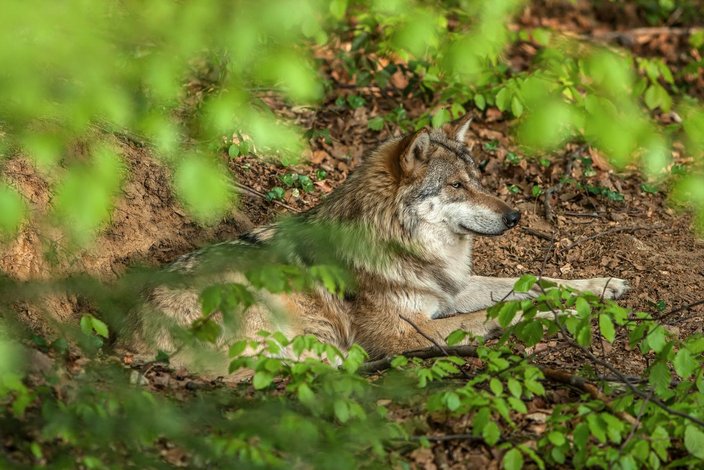 Wolf europa