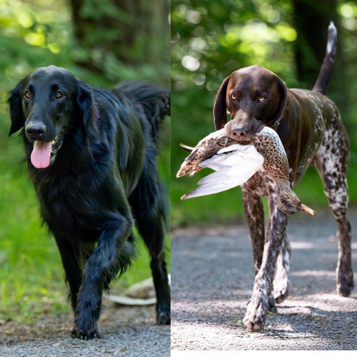Links ein schwarzer Hund, der mit offenem Maul läuft; rechts ein brauner Hund mit einem erlegten Vogel im Maul. Beide auf einem Waldweg umgeben von viel Grün.