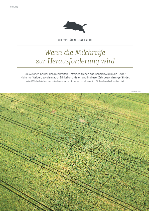 pdf-preview