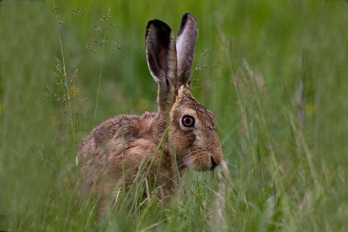 Foto: Erich Marek